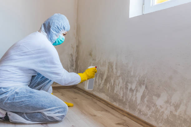 Licensed Basement Mold Remediation service in Bolingbrook, IL - WQB Mold Removal