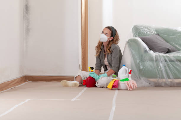 Reliable Basement Mold Remediation contractor in Bolingbrook, IL by WQB Mold Removal